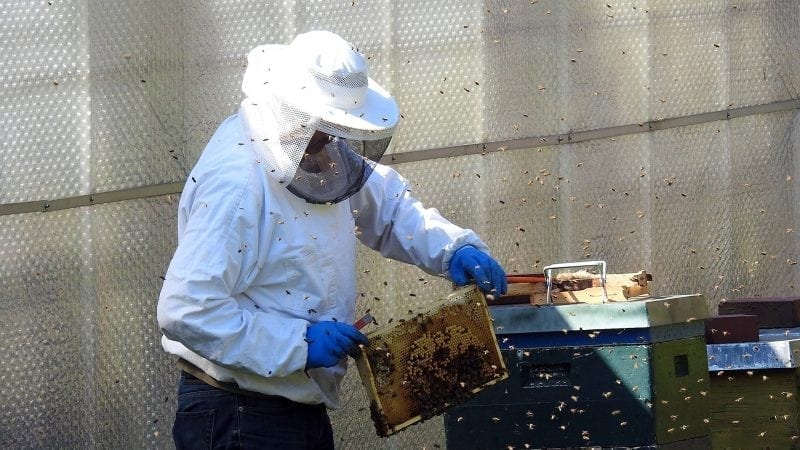 Kradzież uli i pszczół -jak uchronić pasiekę przed kradzieżą uli?